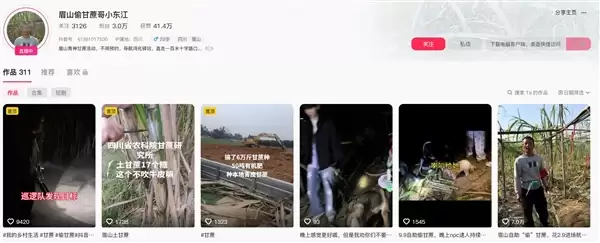 农场主无奈收费：游客偷摘甘蔗引发现实管理难题